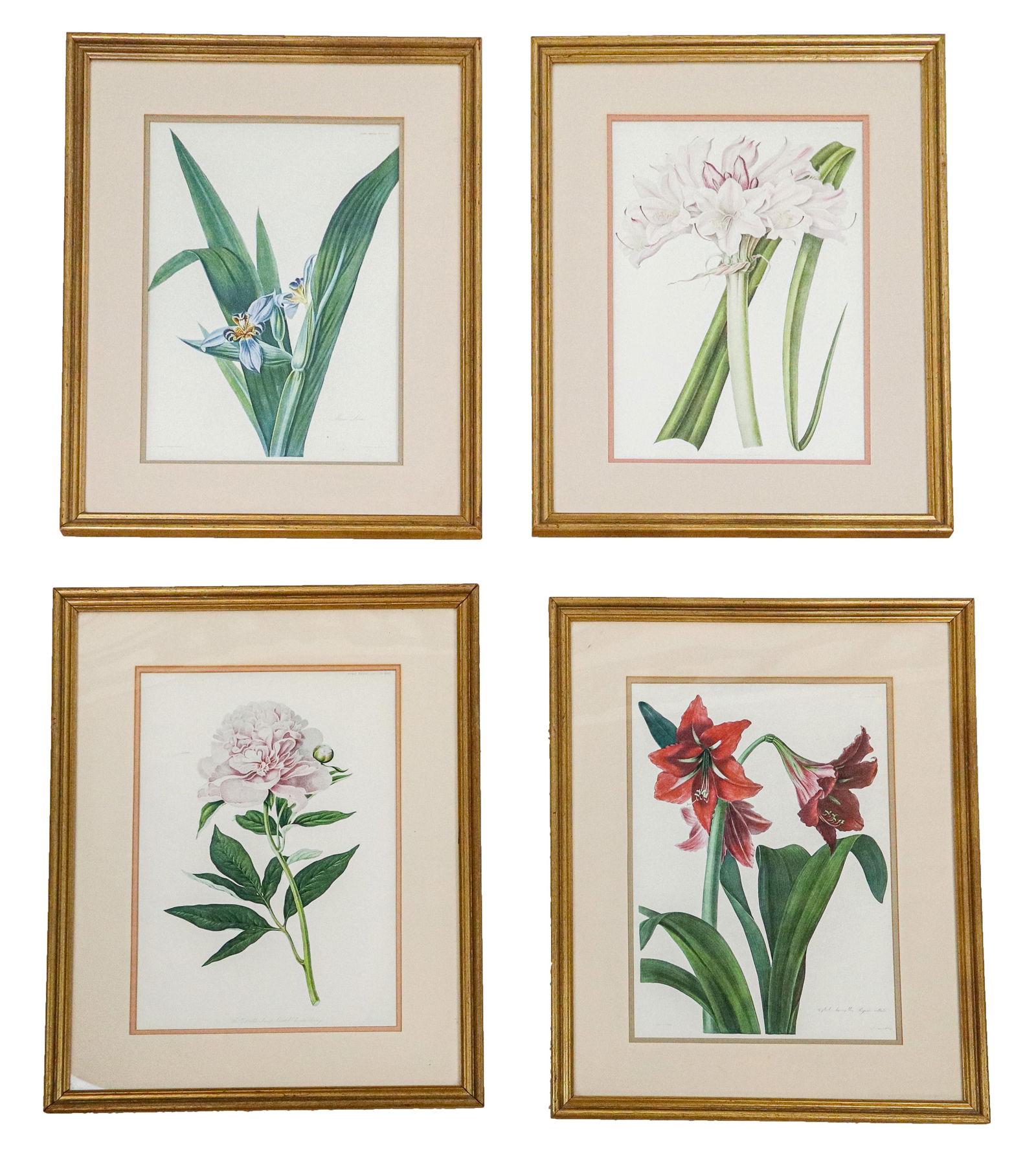 Four Reproduction Botanical Prints (1 of 13)