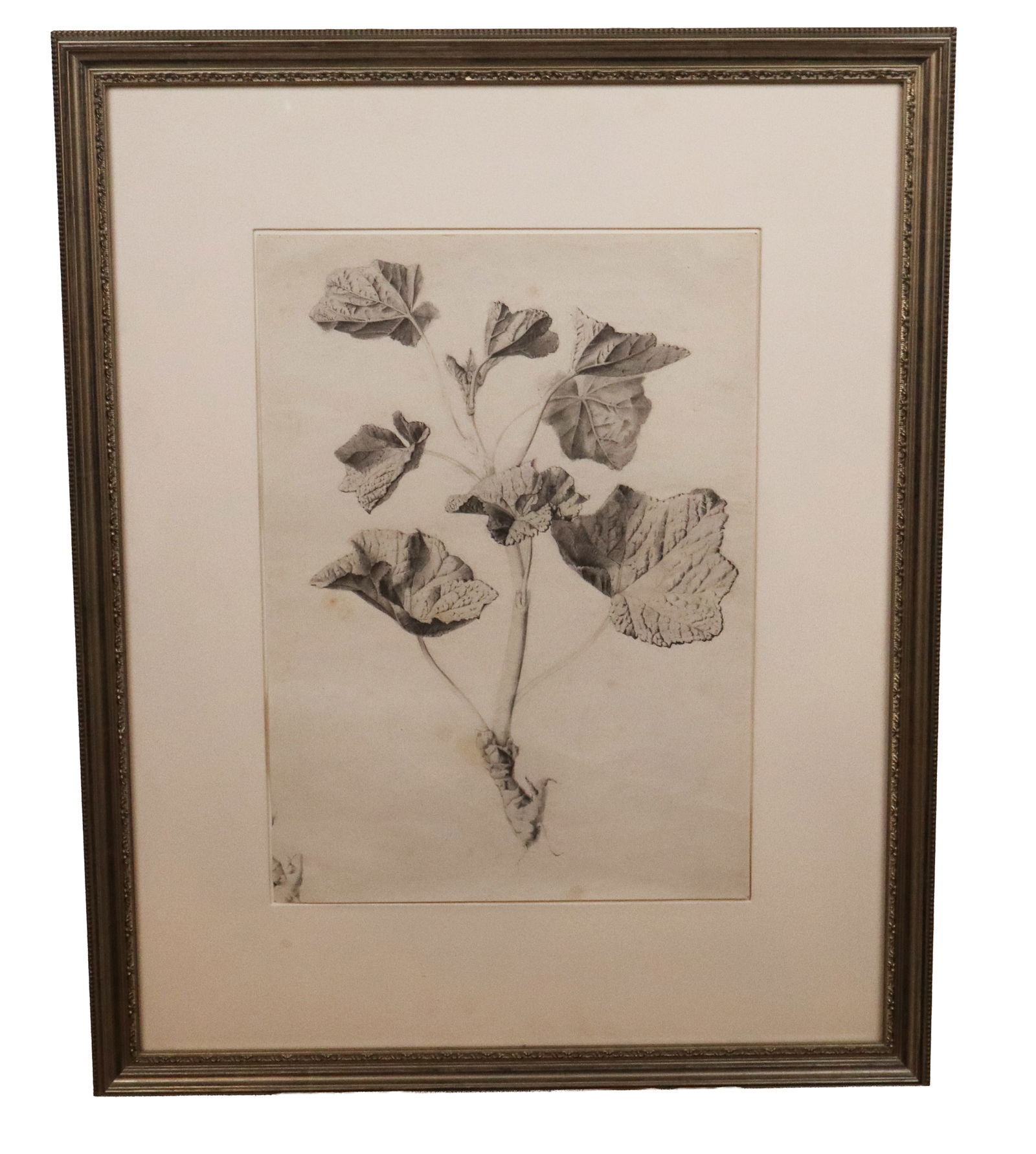 Botanical Graphite on Paper: Botanical graphite on paper, unsigned, in a frame. [Framed: 30.5" H x 25" W]. Condition is good with some spotting and waving to work.