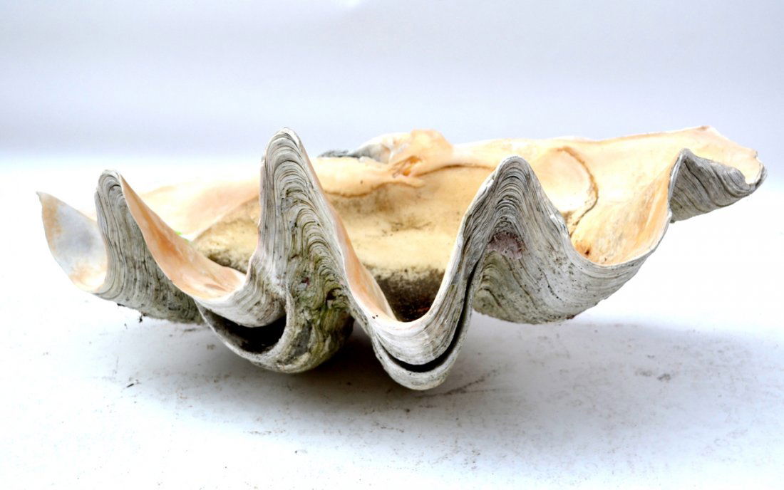 Petrified Oyster Shell