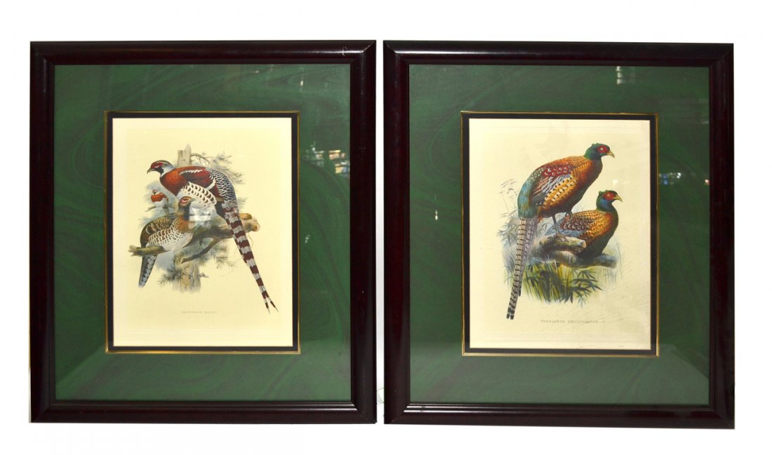 Two Audubon Prints: "Calophasis Elliot" and "Phasianus Ceccollatus." [Overall 25" x 29 1/2"]