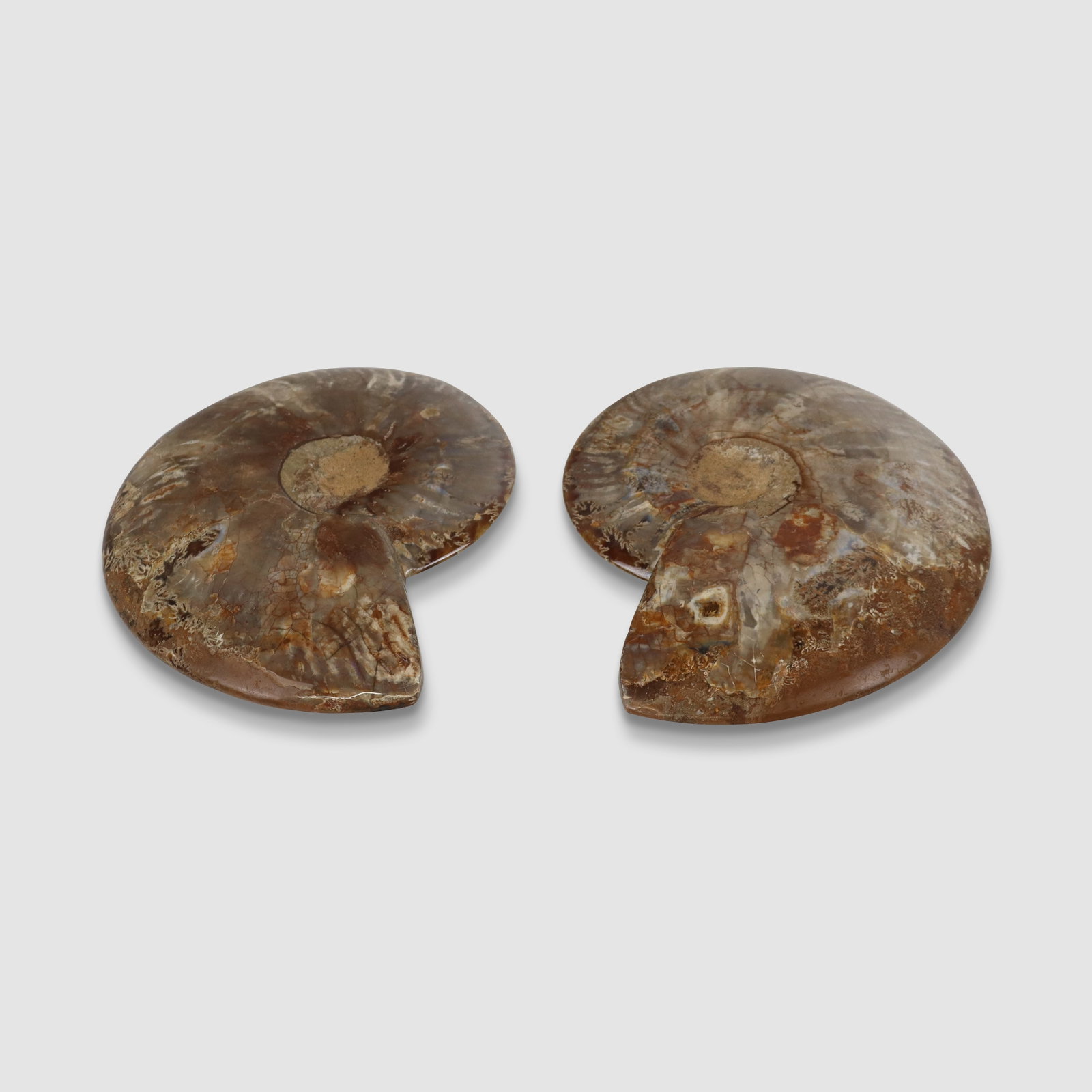 Pair of Split Ammonite Fossils (1 of 14)