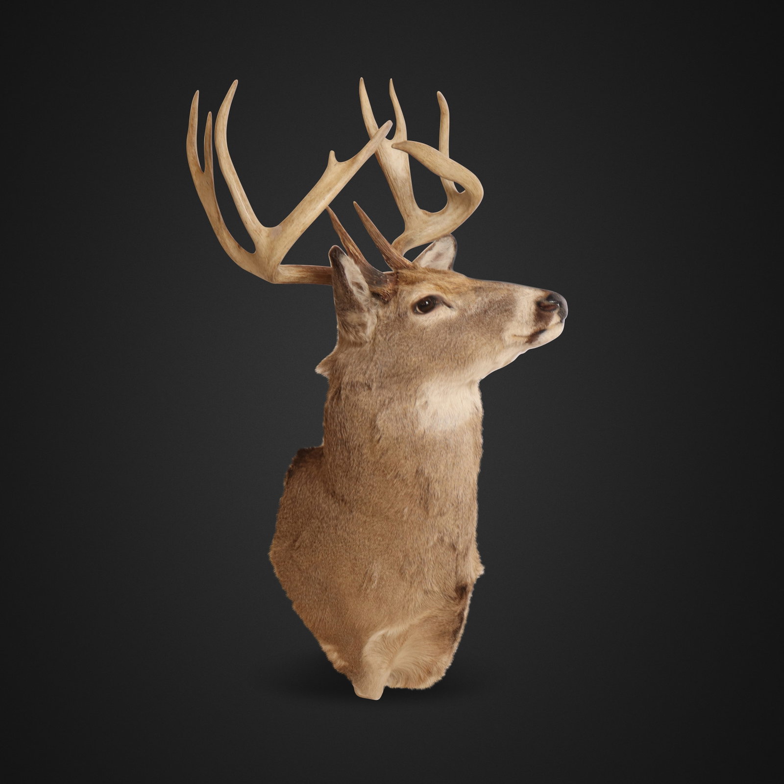 Shoulder Mount of a Ten-Point Buck (1 of 11)