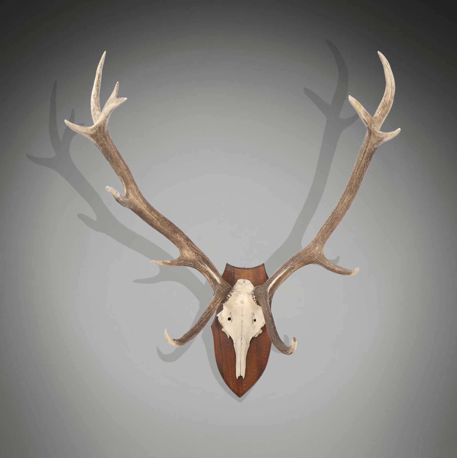 Elk Antler Mount (1 of 9)
