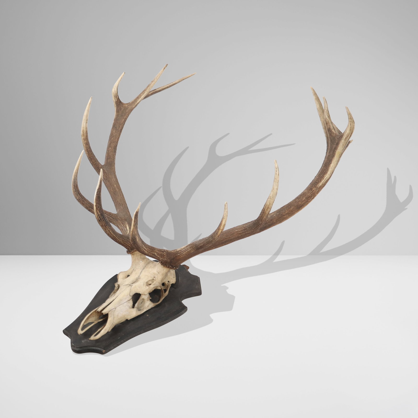 Elk Antler Mount (1 of 8)