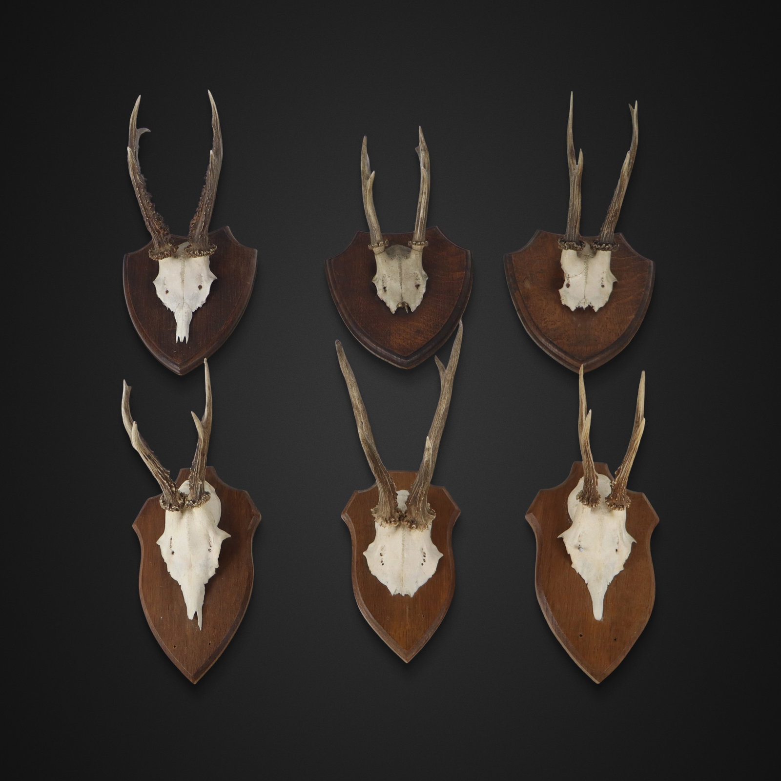 Six Sets of Mounted Roe Deer Antlers (1 of 13)