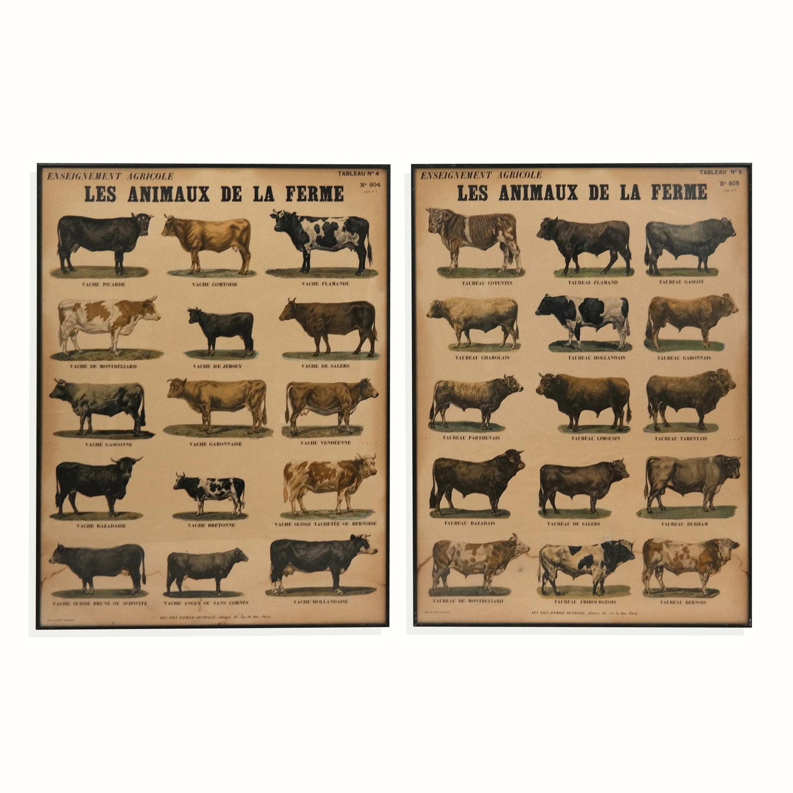French Bovine Colored Prints - Pair: French bovine colored prints, Pair, "Les Animaux De La Ferme", Different species of Cows. E. Kapp printer, Paris. [31" H x 23" W]. Water damage on lower parts.