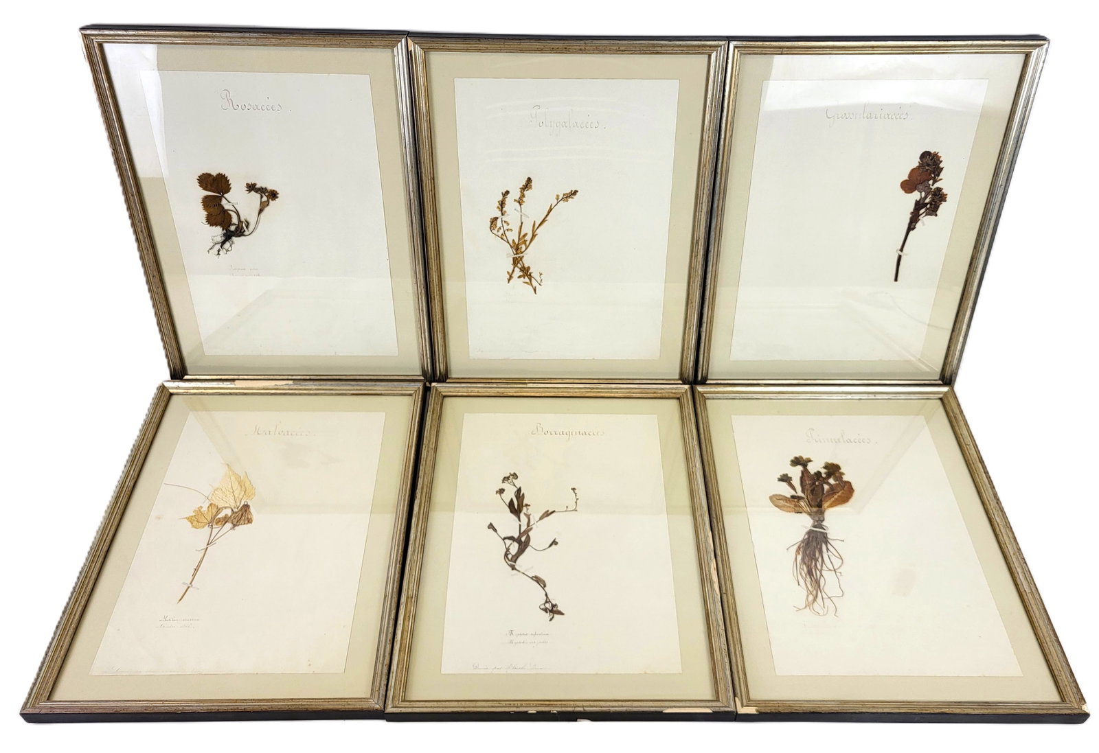 Antique Framed Pressed Flowers - Set Six (1 of 20)