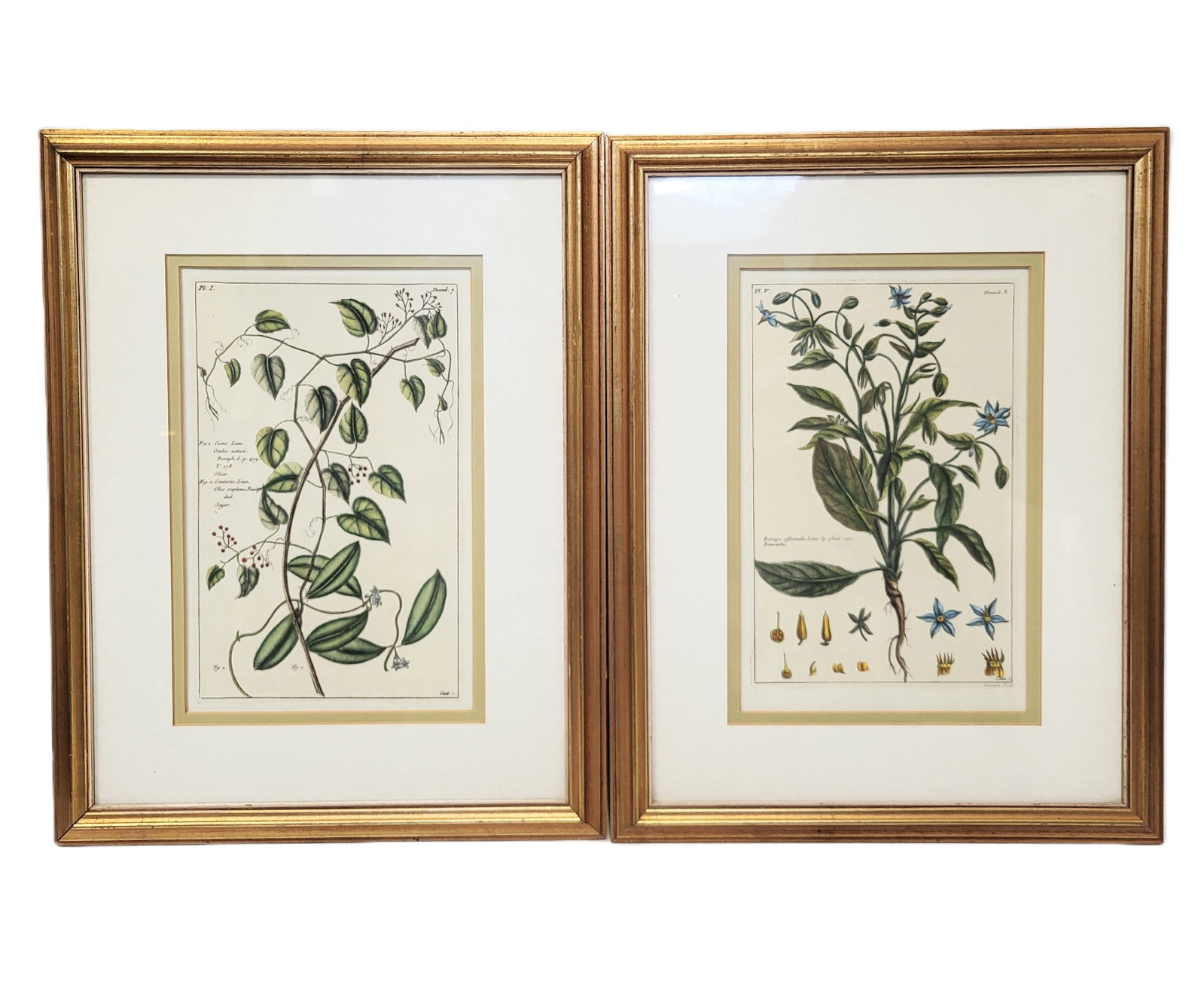 After Fessard Botanical Colored Prints - Pair (1 of 18)