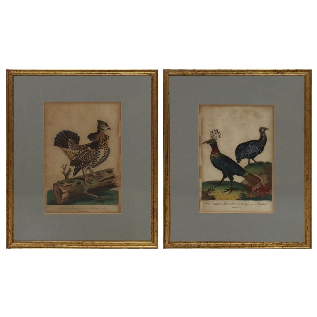 Pair of English Ornithological Prints (1 of 13)