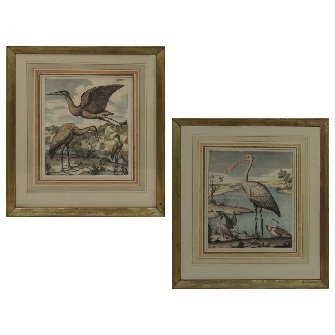 Pair of French Ornithological Prints: Pair of hand-colored ornithological prints: large water fowl in the crane family, French, early 20th century. [Sight 8" H x 7" W; 15" x 13"]. Good condition, faded.