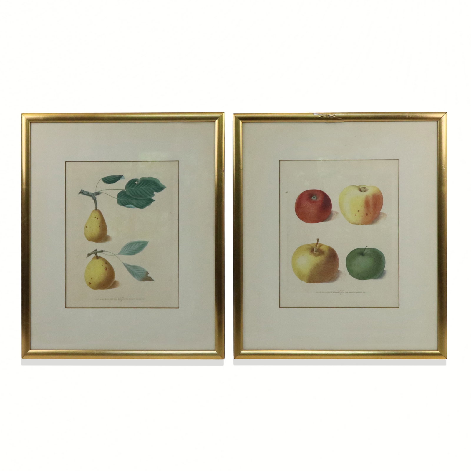 After George Brookshaw - Two Fruit Prints (1 of 13)