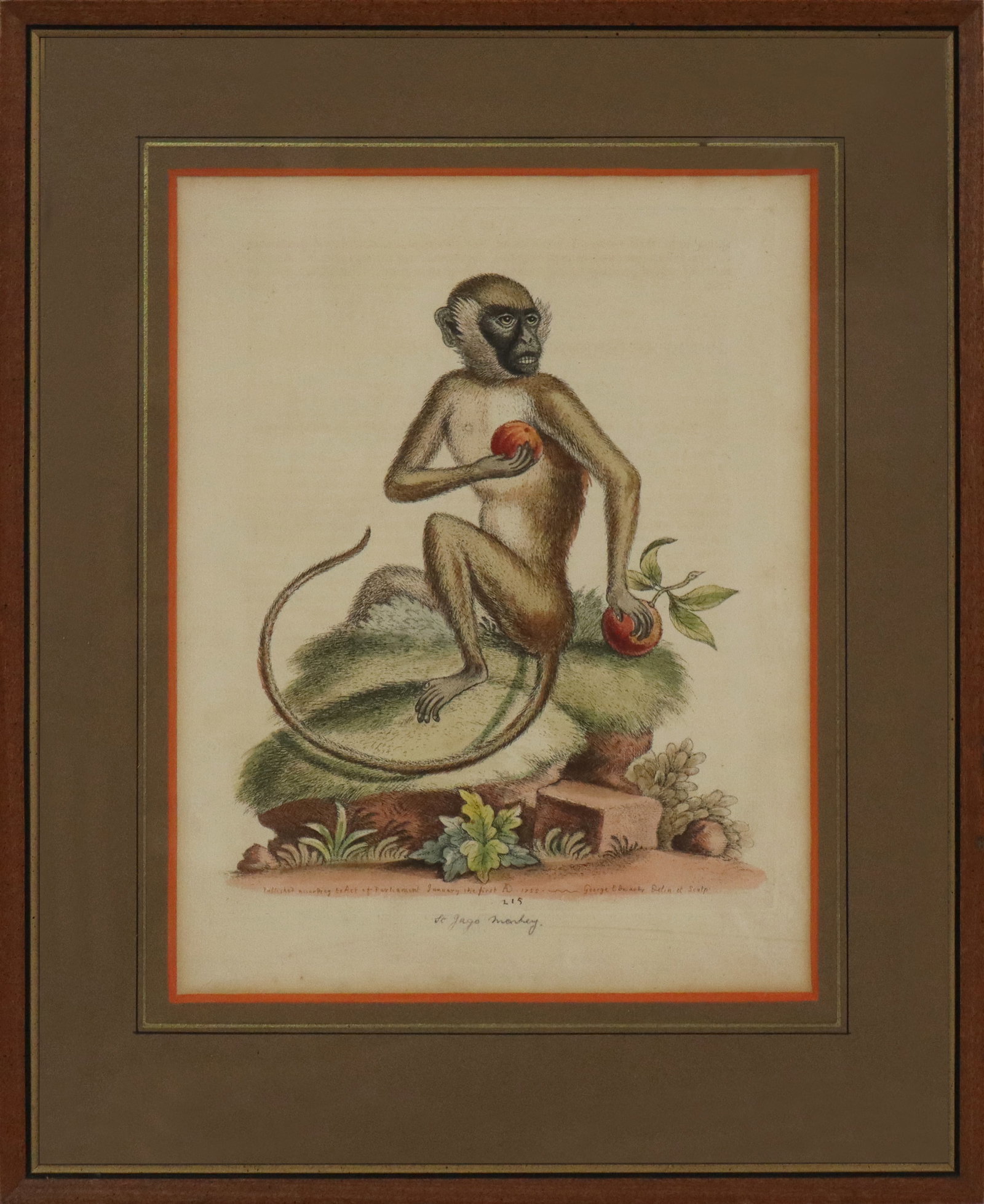 English Colored Print - Monkey: English colored print of a Monkey; "Jada Monkey" written in pencil, early 20th century restrike of an 18th century print. [Image 10" x 8", framed 16" x 12.5"]. Good condition.