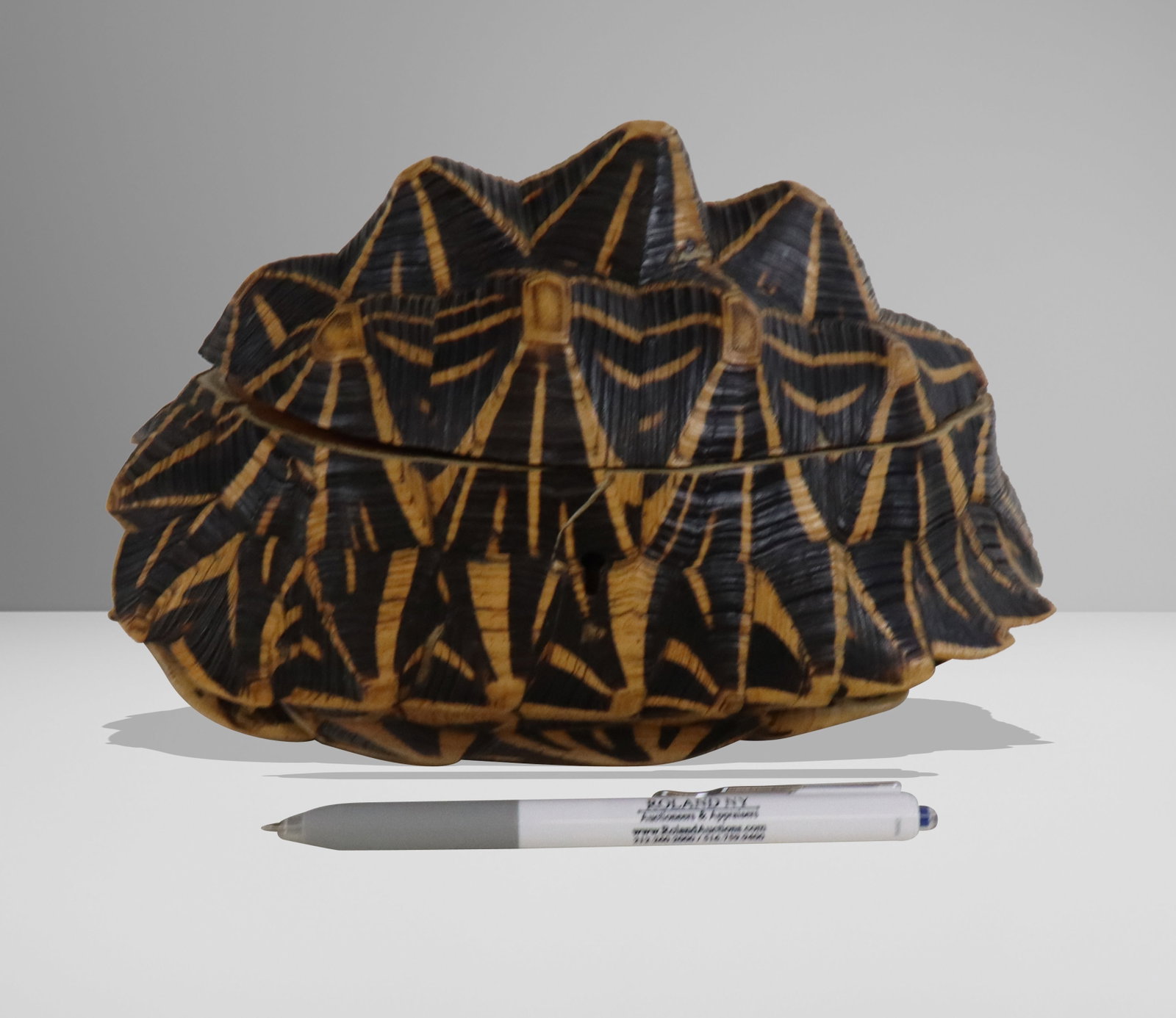 Carved Shell Trinket Box - 11