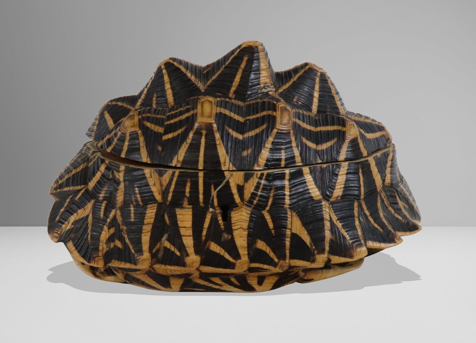 Carved Shell Trinket Box - 2