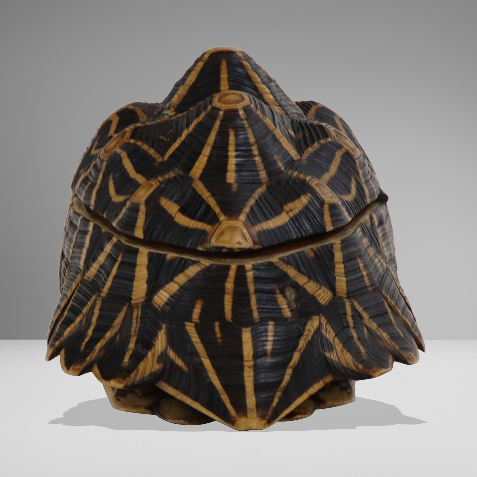 Carved Shell Trinket Box - 7