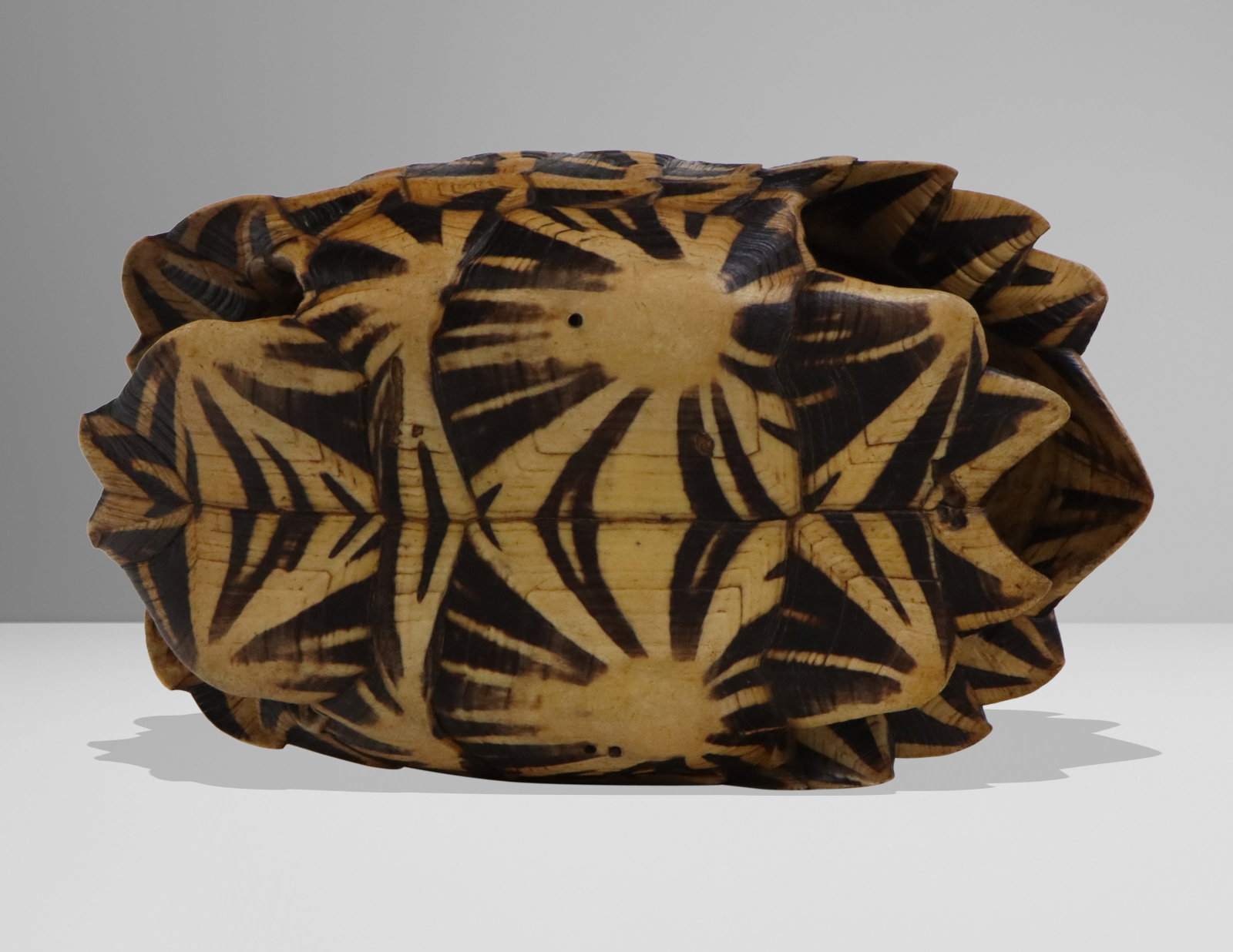 Carved Shell Trinket Box - 9