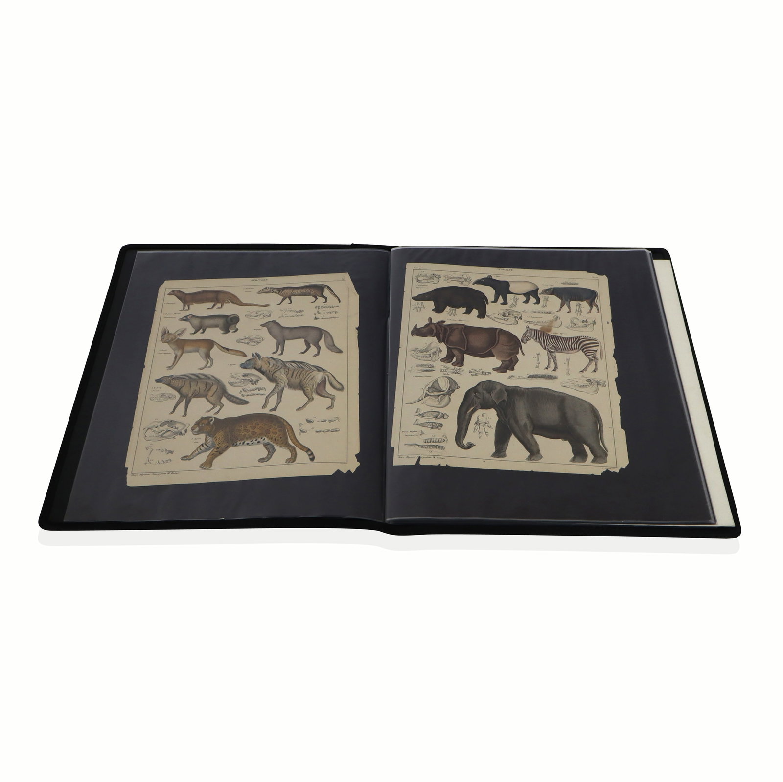 Vintage Colored Prints in Folio (1 of 10)