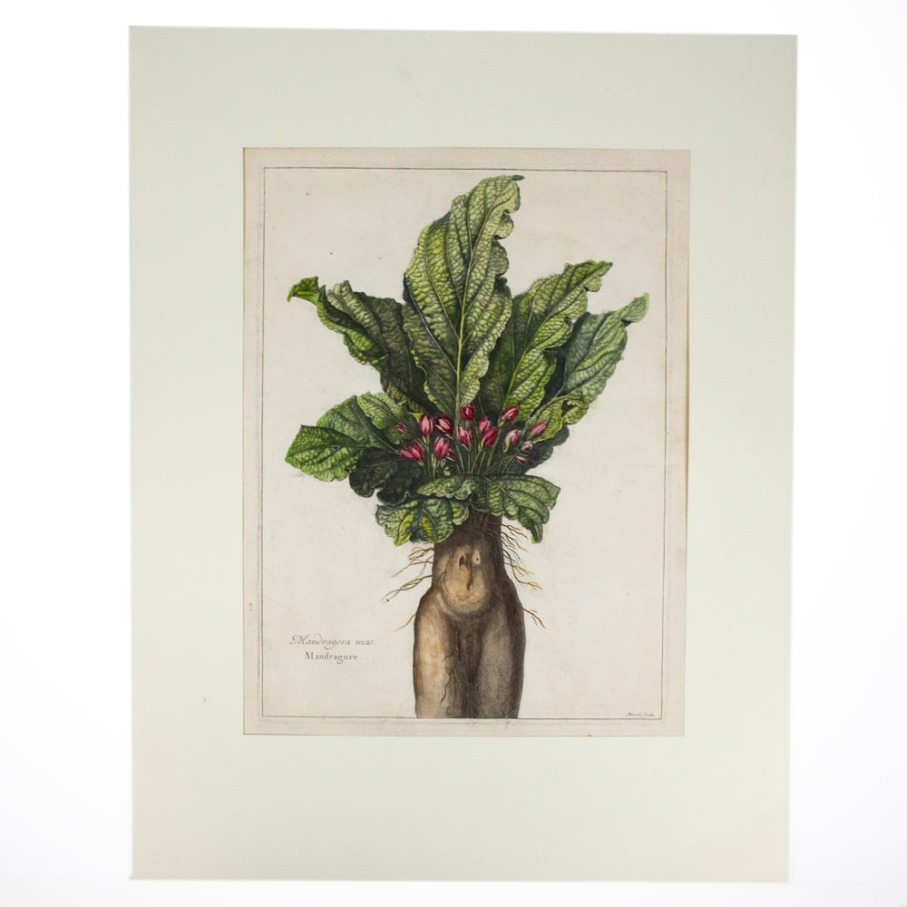 Abraham BOSSE 17th C. French Botanical Engraving (1 of 9)