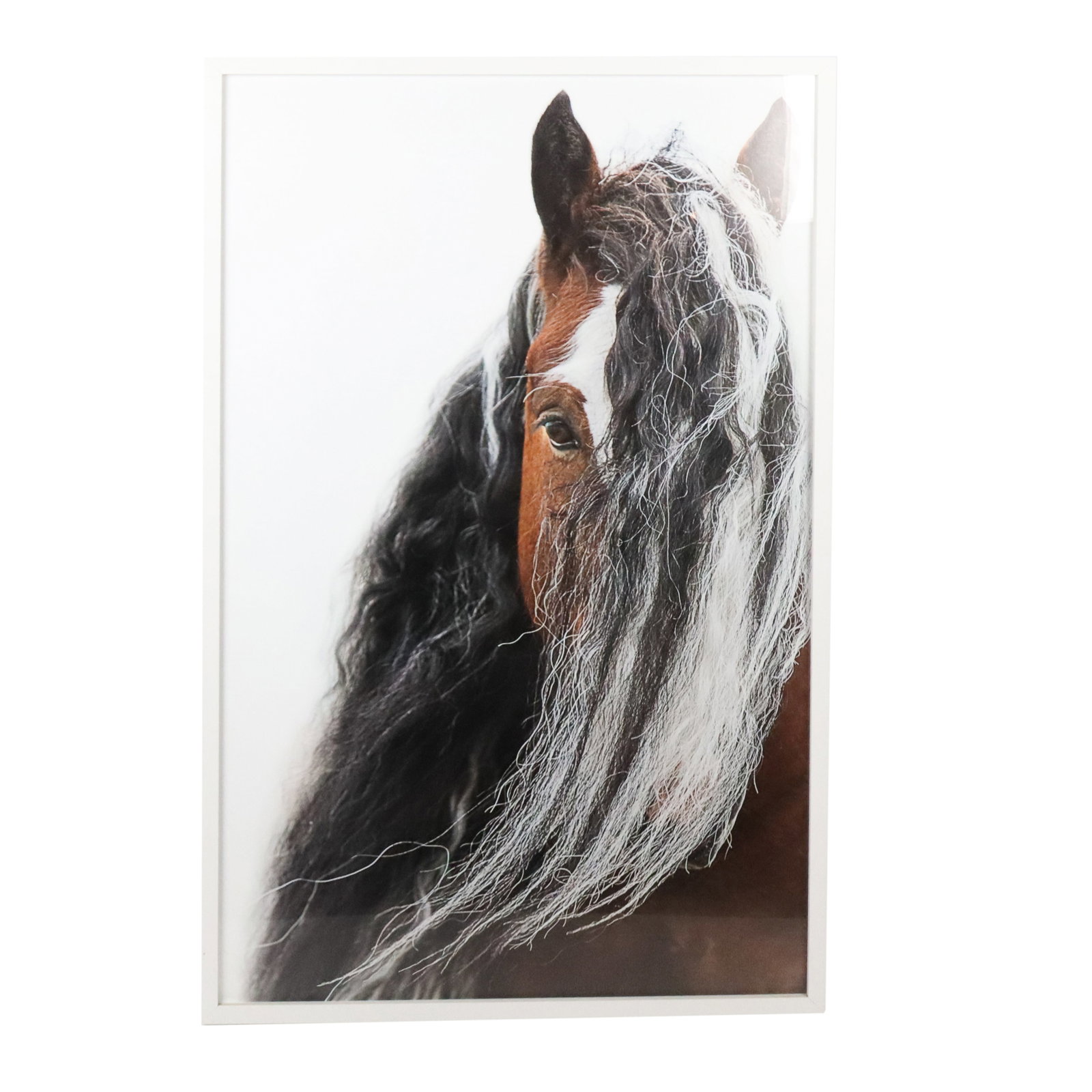 Bob TABOR Photographic Print, Horse Portrait: Bob Tabor (American, 20th/21st Century) photographic print, 2013, depicting a close-up portrait of a brown and white horse with a long black and white mane. Signed and dated to the reverse in pencil "