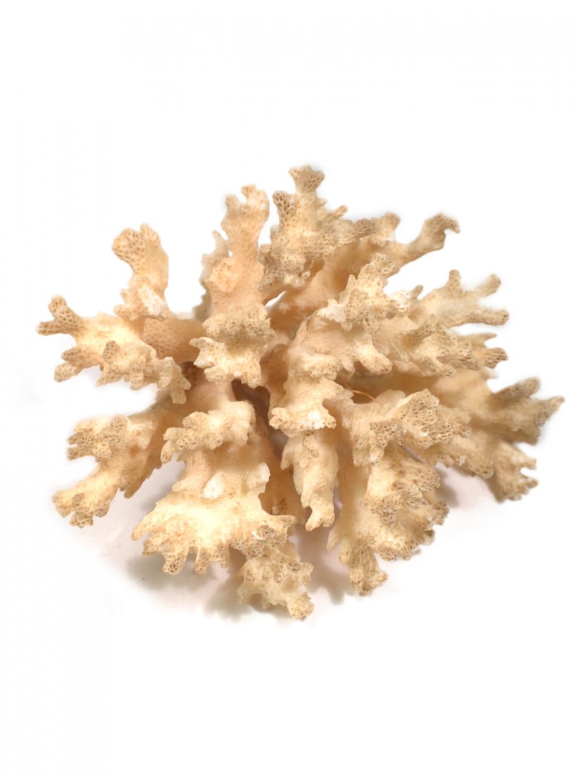 Small Coral Specimen: [4" L].