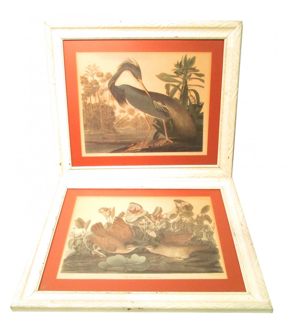 After J.J. Audubon, Two Prints - Birds: Comprises: 1.) Louisiana Heron and 2.) Key West Dove. Both imprinted in bottom margin "Drawn from Nature by J.J. Audubon...Engraved Printed and Coloured by R. Havell, London 1833". [Images: 15 5/8" x