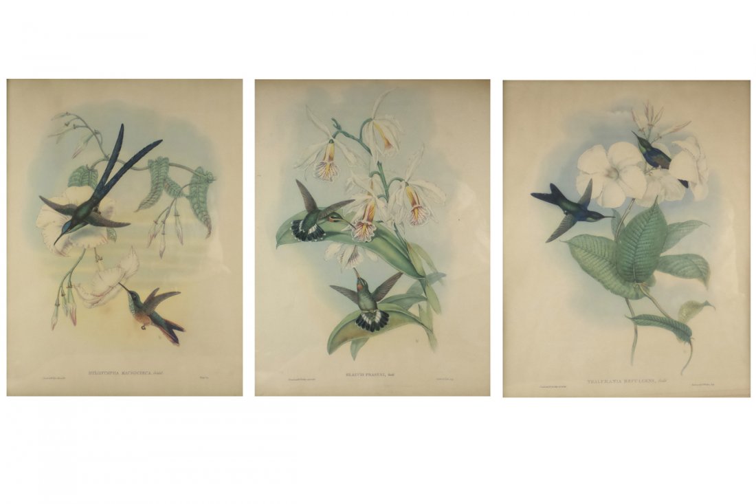Three Vintage Ornithological Prints (1 of 10)
