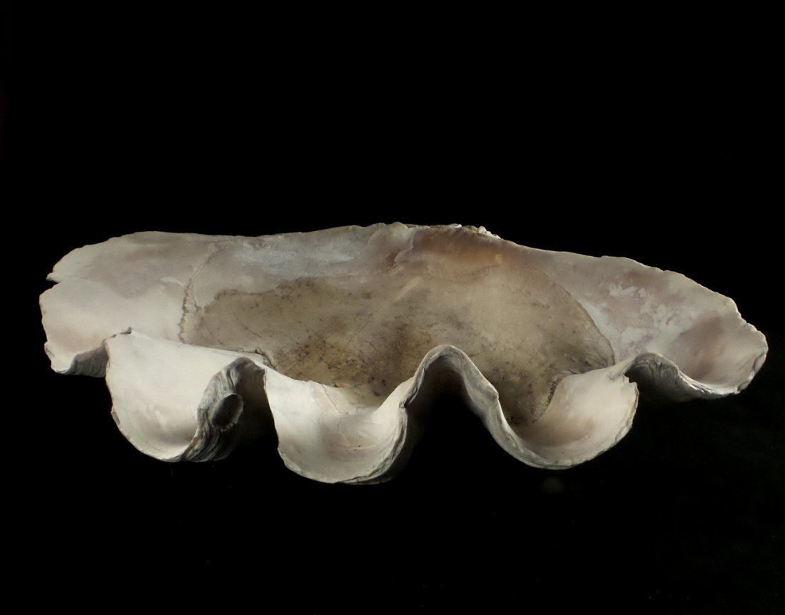 Giant Clam Shell: Giant clam shell. [36" L approx.]. Losses to edges.