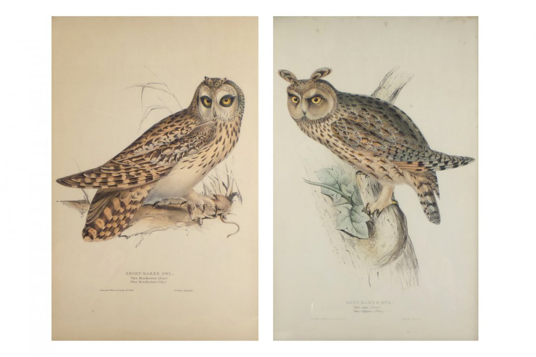 Pair of Framed Owl Prints (1 of 3)