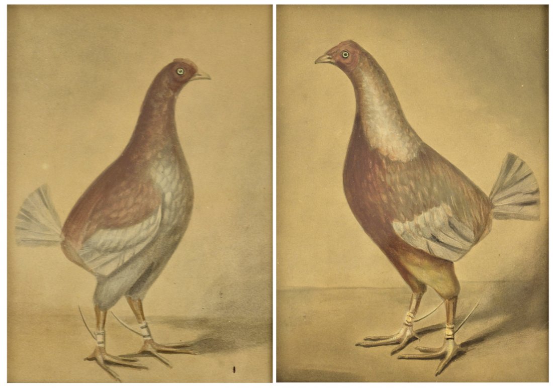 Pair of Portraits of Fighting Cocks (1 of 5)