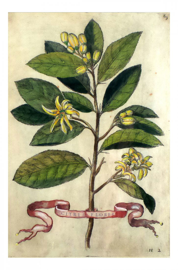 Framed Botanical Plate, "Citri Flores" (1 of 4)