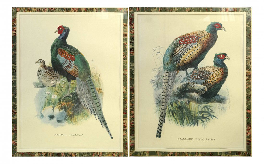 Two Vintage Ornithological Prints (1 of 4)