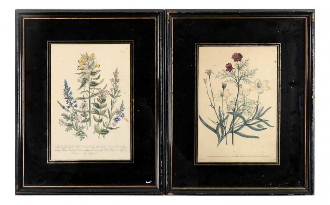 Two Hand-Colored Botanical Prints (1 of 8)