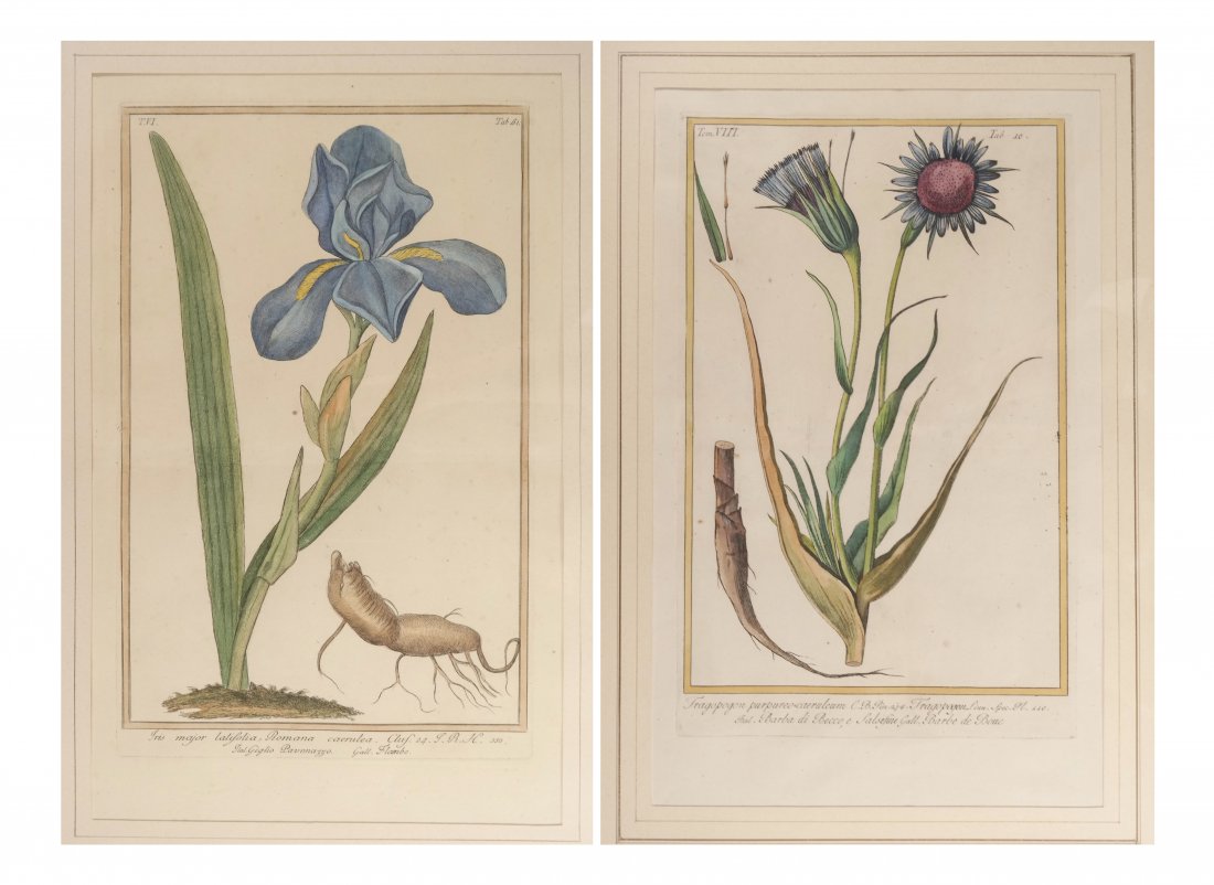 Pair of Botanical Prints (1 of 8)