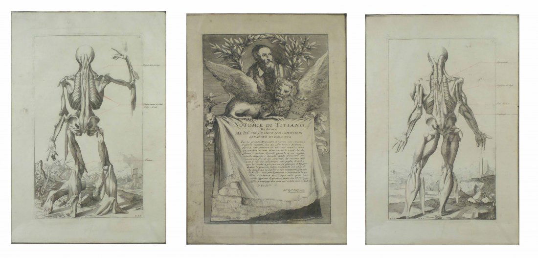 After Titian - 3 Anatomical Engravings (1 of 8)