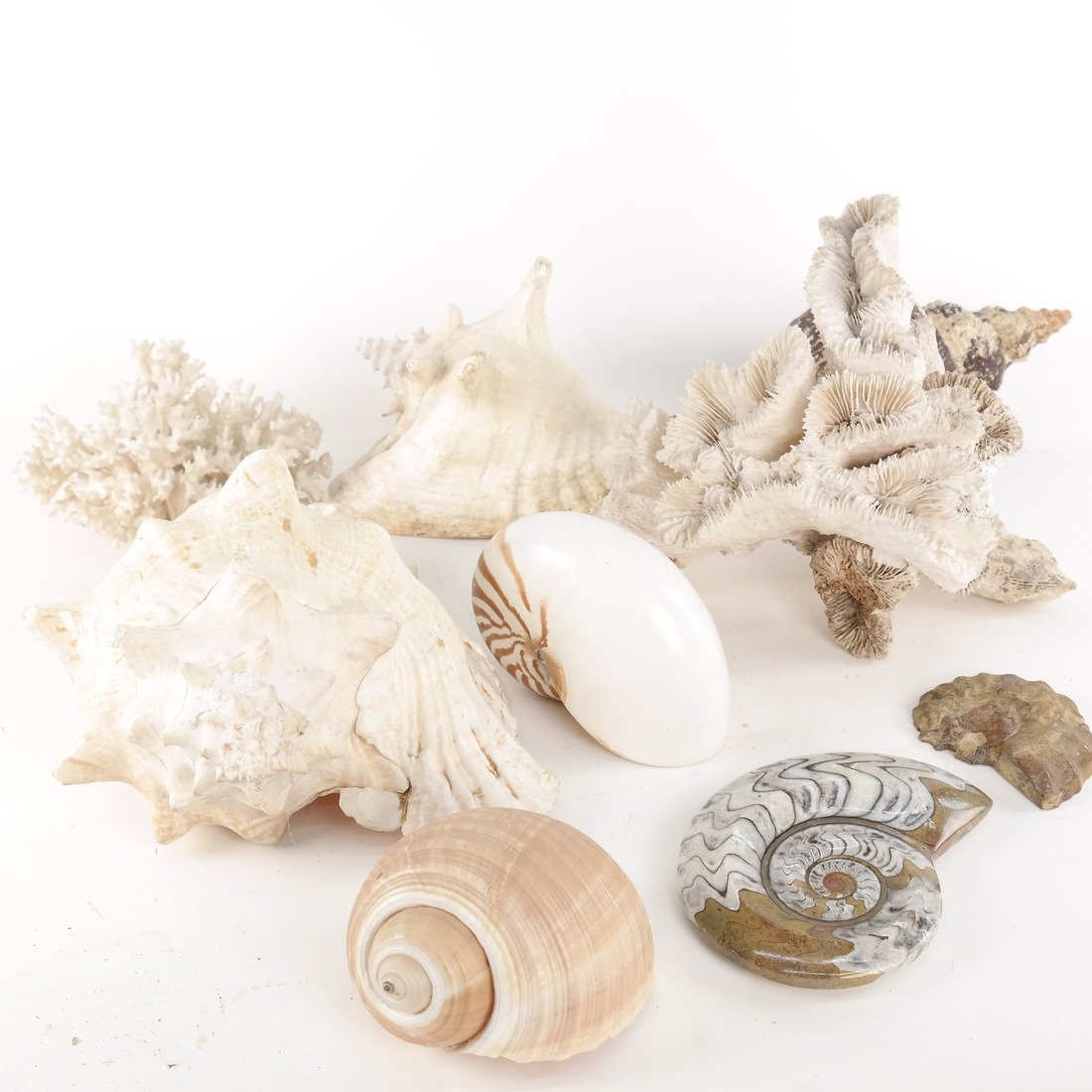 Collection of Shells and Specimens (1 of 6)