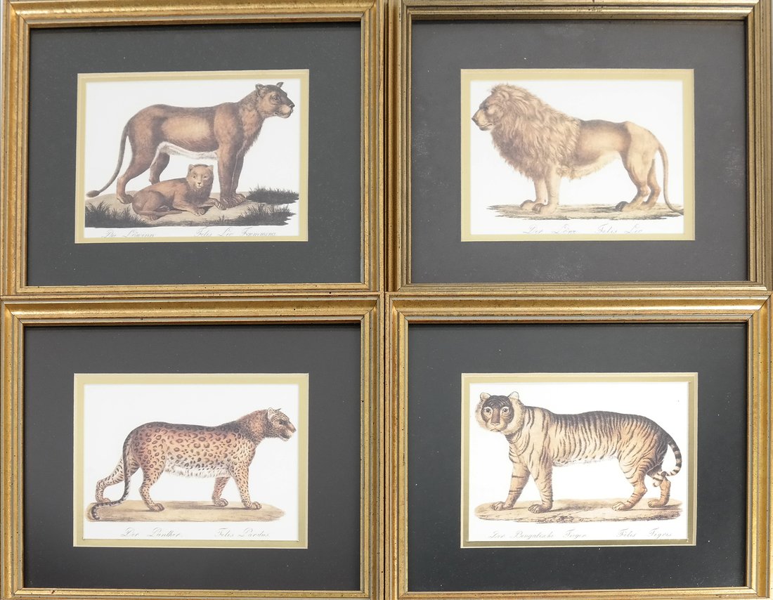4 Prints of African and Asian Large Cats (1 of 6)