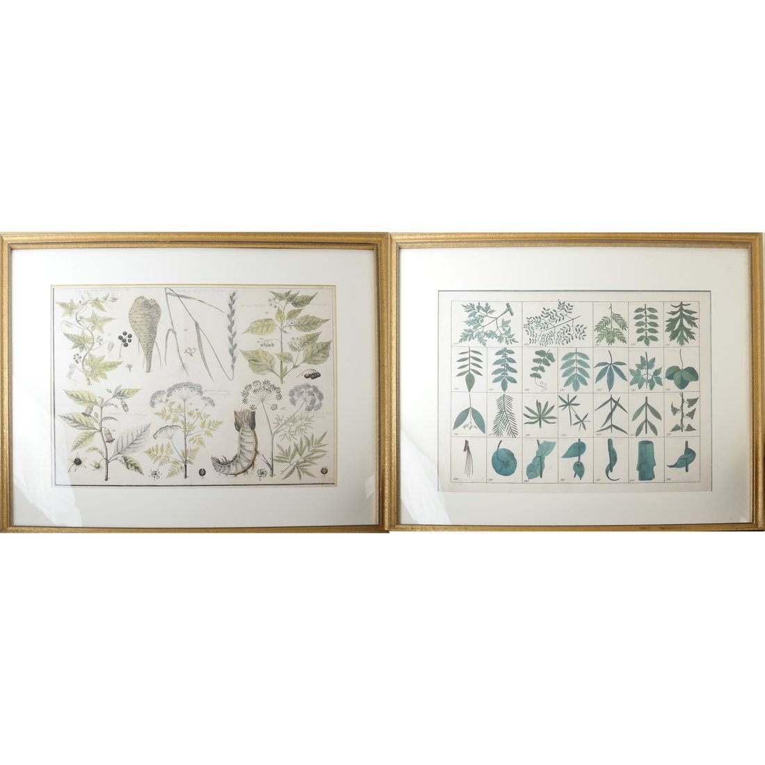 Pair of Reproduction Botanical Prints (1 of 10)