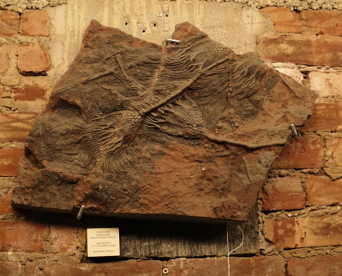 Fossil, Crinoid Scyphocrinoid (1 of 7)