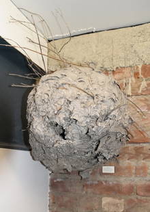 Paper Wasp Nest: Wasp nest with twigs integrated into construction. Dimensions:14.00 " H x 12.00 " W;