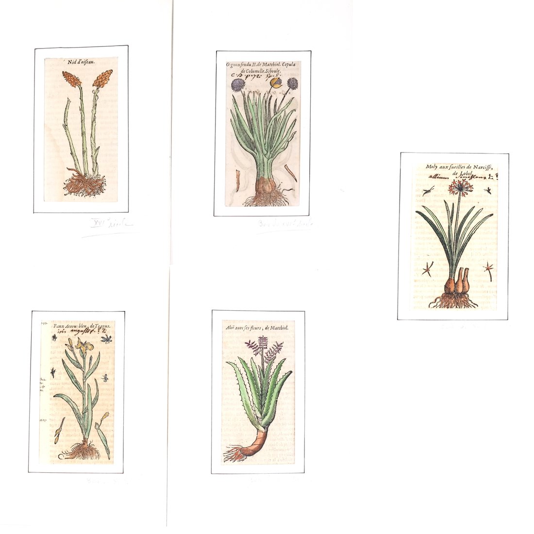 Five French Botanical Prints (1 of 9)