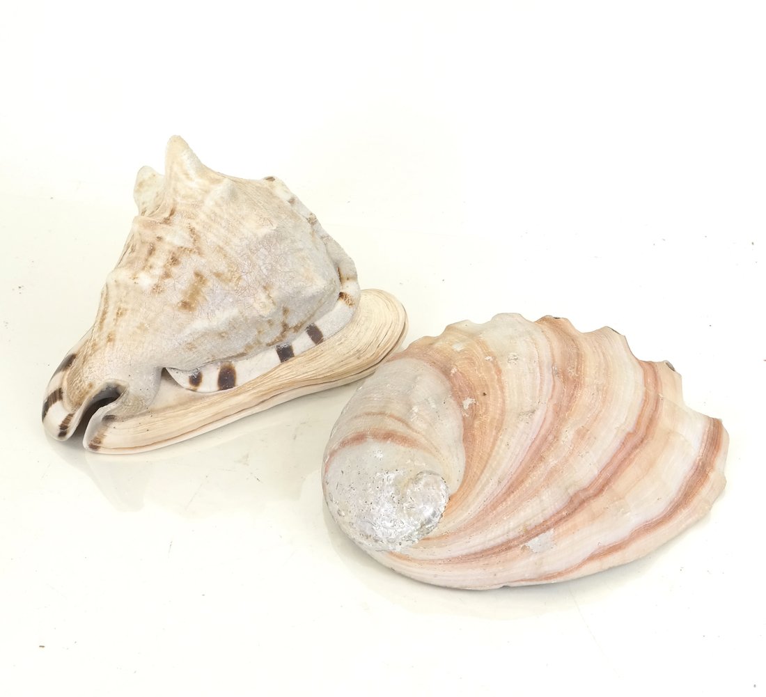 Conch and Abalone Shell: [9" H x 7" W]. In fine condition.