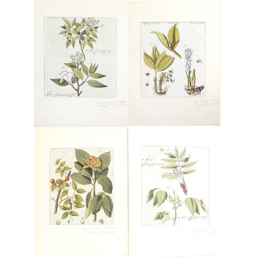 Set of 4 Horticulture Engravings (1 of 10)
