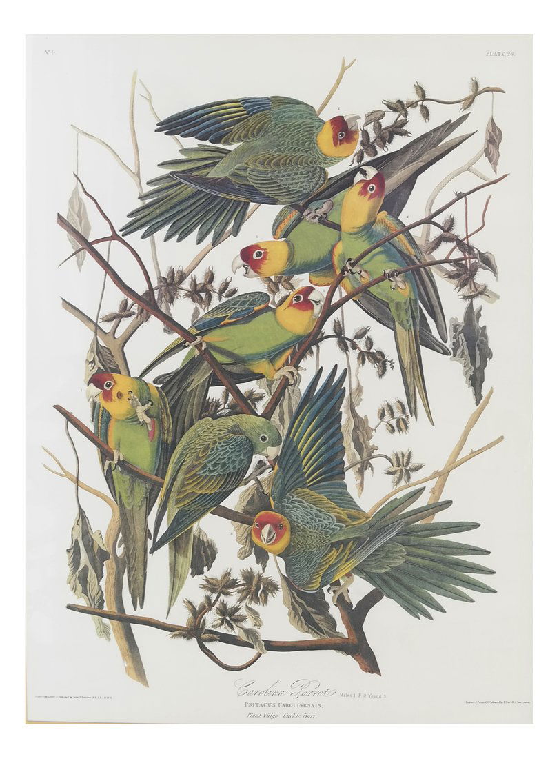 Framed Audubon Print (1 of 6)