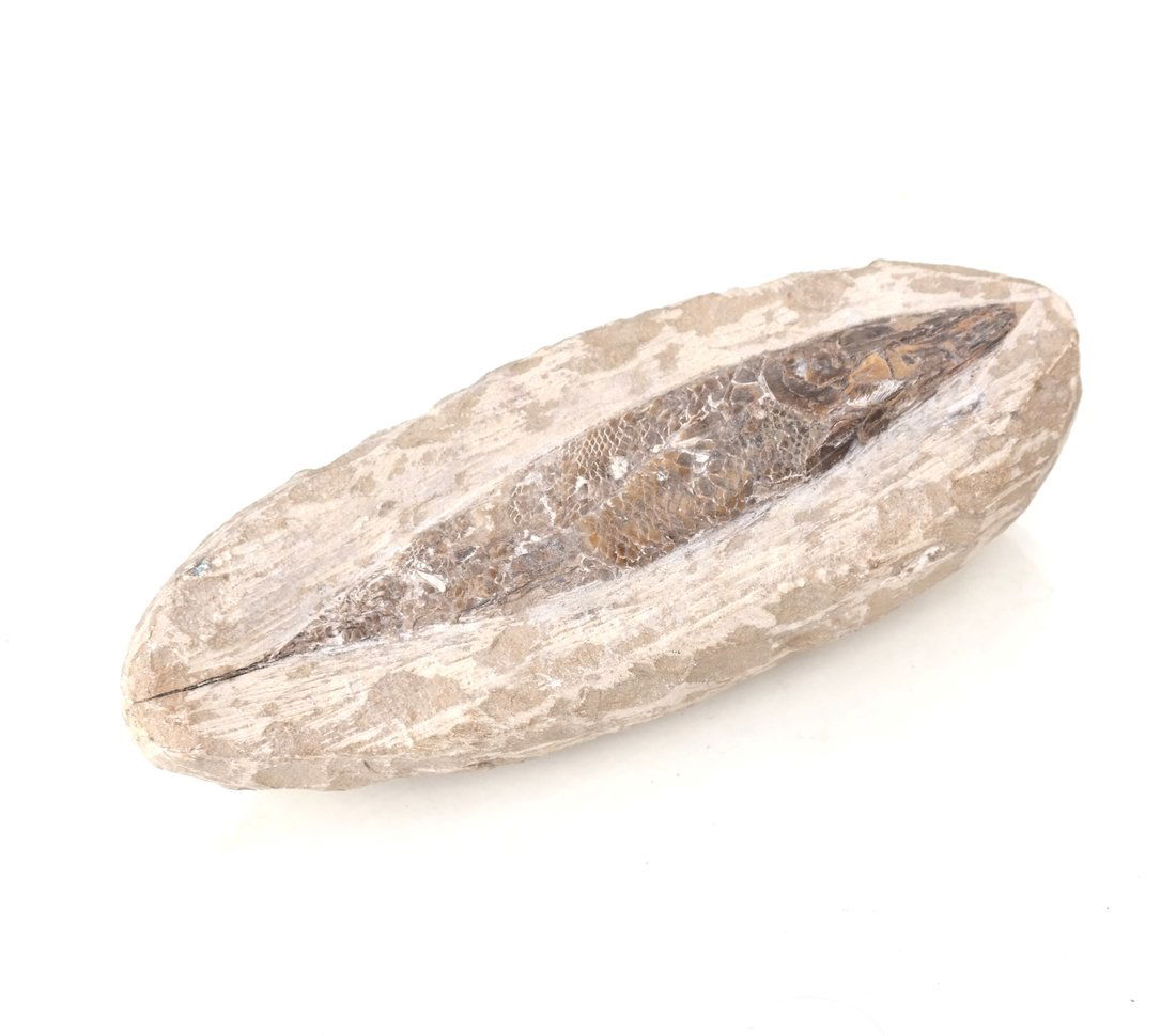 Antique Fossilized Fish (1 of 5)
