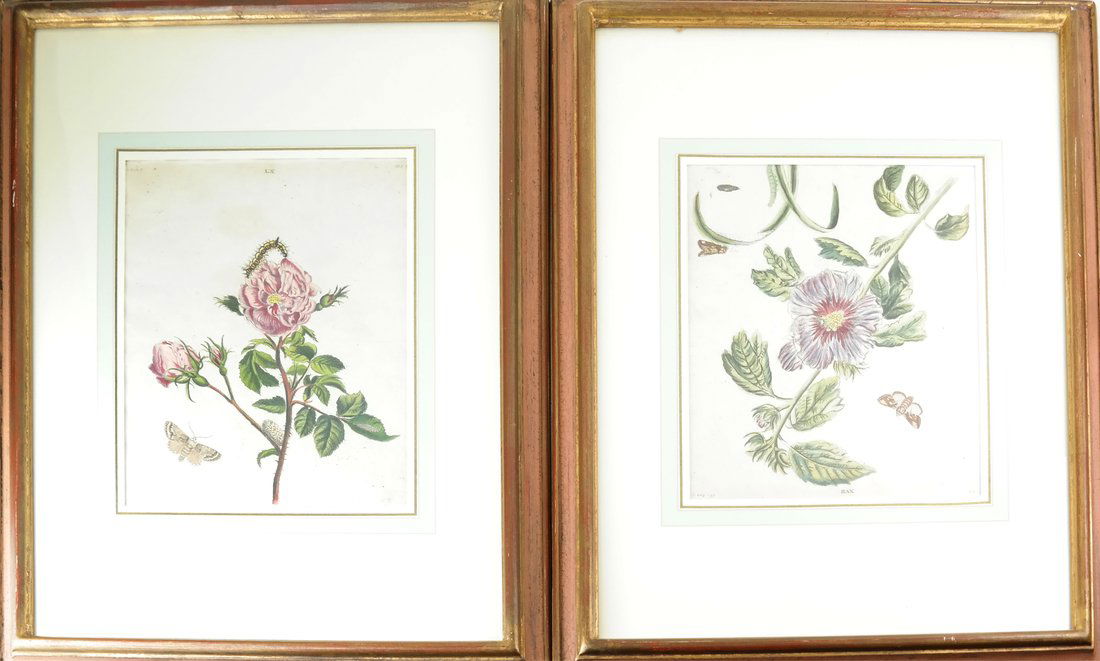 Two Hand-Colored Floral Engravings (1 of 8)