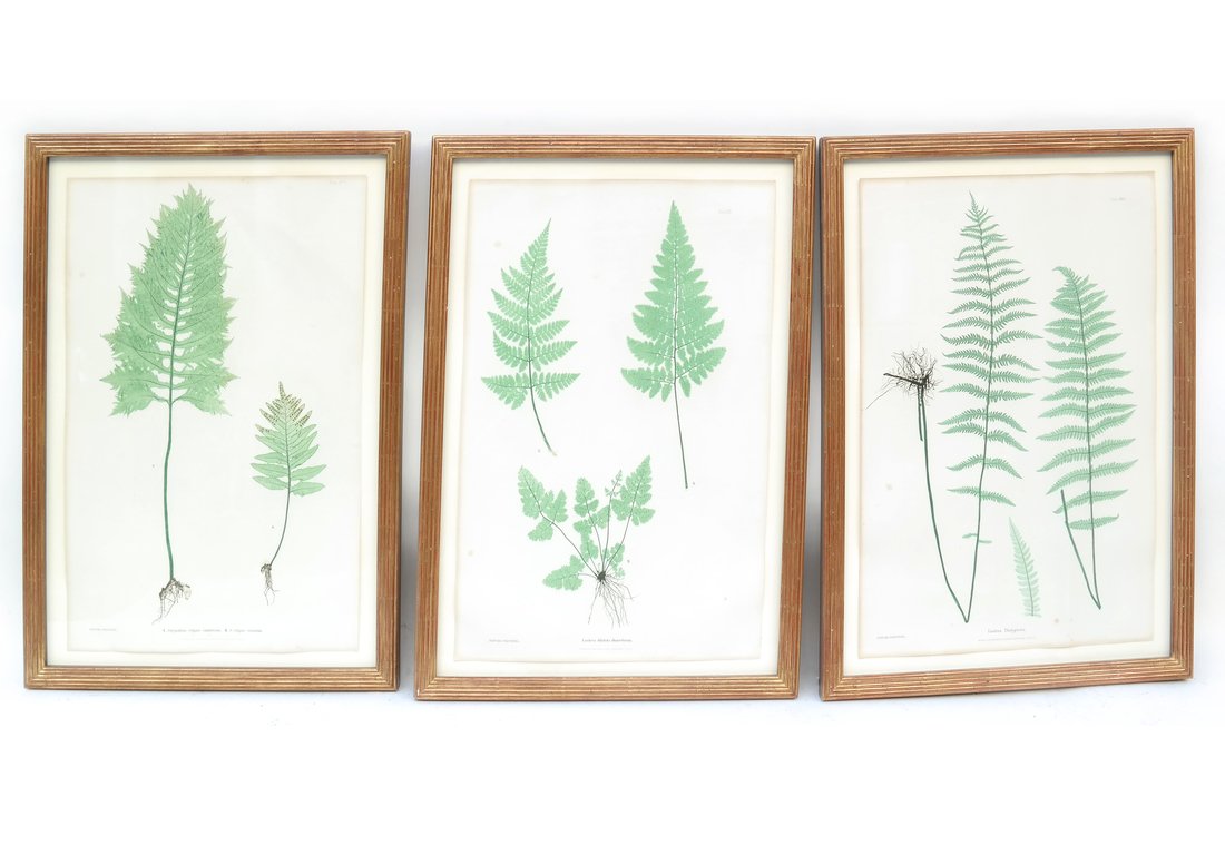 Three Horticultural Prints (1 of 9)