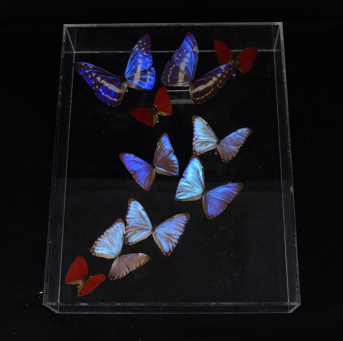 Acrylic Framed Butterflies (1 of 7)