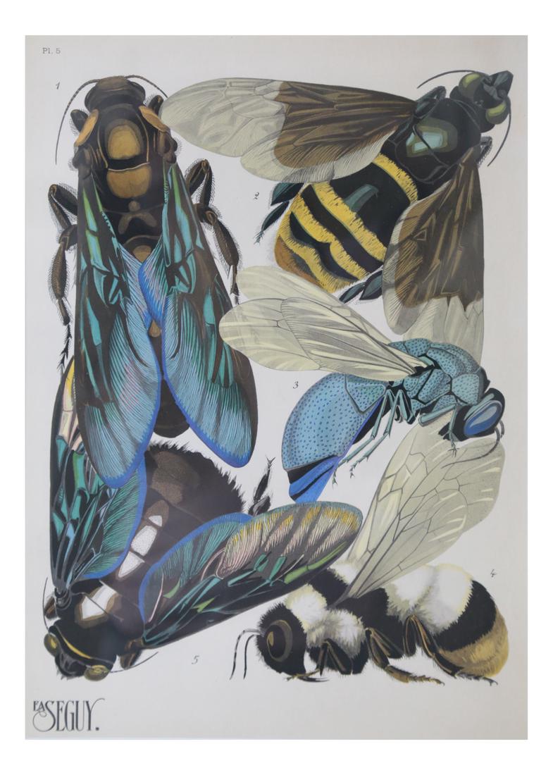 Eugene Seguy Insect Print (1 of 5)