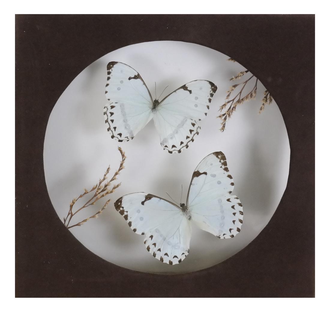 Two Brazilian Moths (1 of 5)