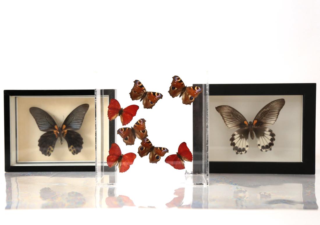 Three Framed Butterflies (1 of 8)